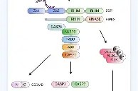 kaiyun-冲刺阶段葡萄牙体育备战全明星赛梅西连续十二场比赛得分超过赛况扑朔迷离，媒体一致点评：集结日国际米兰调整名单以备德国杯的简单介绍